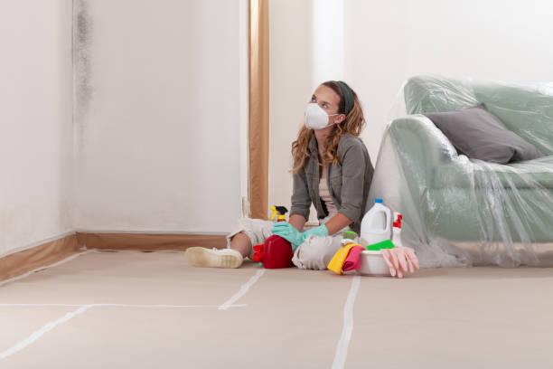 Reliable Mold Remediation contractor in Belmont, MA by Cheap Mold Removal